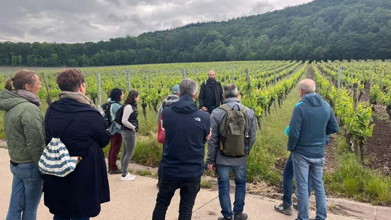 Würzburg: Excursion to the vineyards - enjoyable wine hike & tasting - An In-Depth Look at the Experience