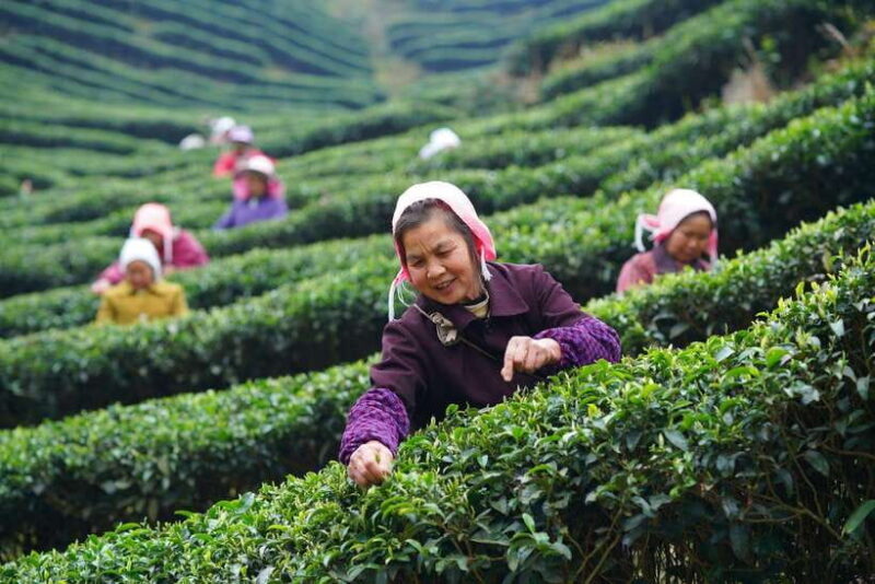 Wuyishan: 3-Day Tea Culture and Bamboo Rafting Tour - Discovering Wuyishan: A Sanctuary of Scenic Wonder