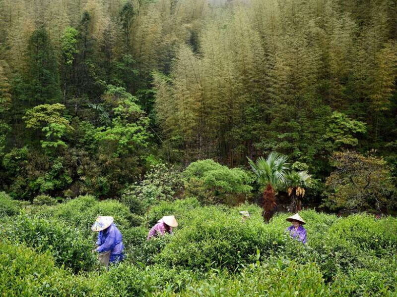 Wuyishan: 3-Day Tea Culture and Bamboo Rafting Tour - Day 2: The Heart of Tea Culture