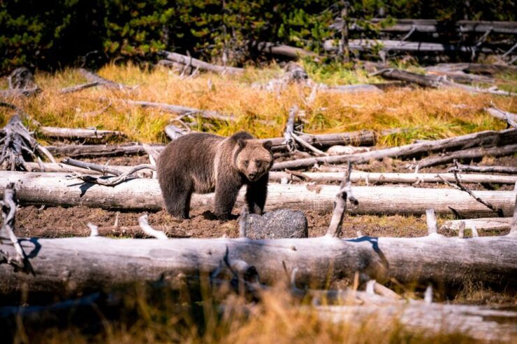 Wyoming: Grand Teton and Yellowstone Parks Audio Tour App - Tour Highlights