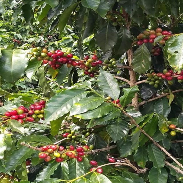 Xalapa: Explore Its Cultural and Natural Wonders - Natural Beauty