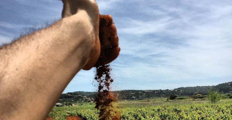 Xalo: Vineyard Tour With Wine Tasting and Snacks - Good To Know