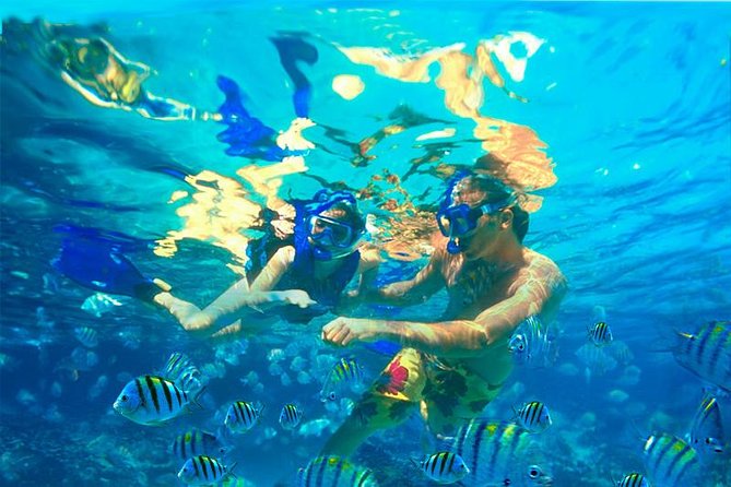 Xcaret Plus Park Tour With Transportation From Riviera Maya - Buffet Lunch and Included Drink