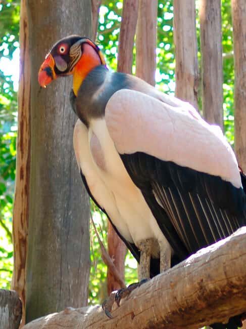 Xcaret Plus Ticket - Introduction: What’s the Xcaret Plus Ticket All About?