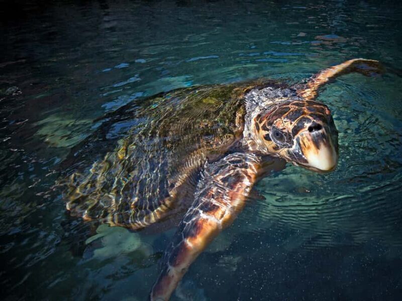 Xcaret Plus Ticket - The Bottom Line: Is the Xcaret Plus Ticket Worth It?