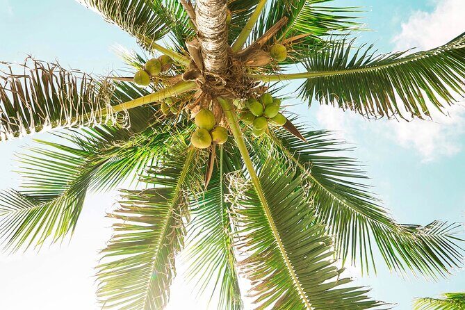 Xcaret to Tulum - Private Transfer with Optional Sightseeing - Real-World Insights from Reviews