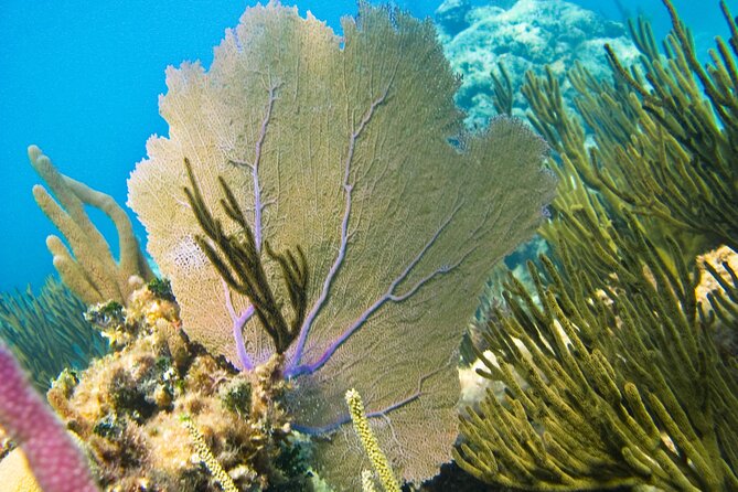 Xel-Ha Aquatic Park With Pickup in Cancun and Riviera Maya - Playa Del Carmen - Overview of Xel-Ha Aquatic Park