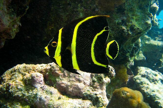 Xel-Ha Aquatic Park With Pickup in Cancun and Riviera Maya - Playa Del Carmen - Additional Information and Important Reminders