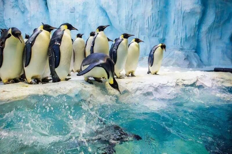 Xiamen Ancient Courtyard Folk Culture Garden & Penguin world & Legend of Southern Fujian Ticket - Penguin World and the rest of the visit