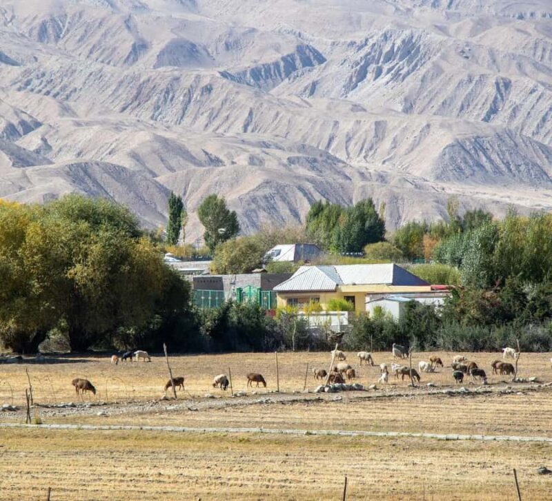 Xi'an: 12-Day Silk Road Tour to Kashgar - Practical Details & Travel Experience