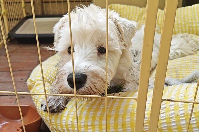 Xi'an Noodle Making and Tea Tasting Experience - FAQs