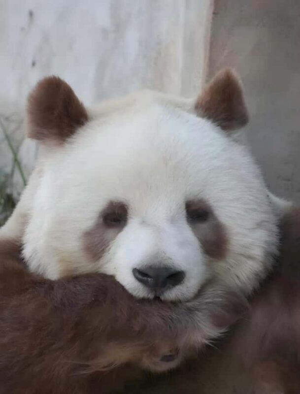 Xi'an: Qinling Four Rare Animals Park & Brown Panda Ticket - The Experience: What to Expect