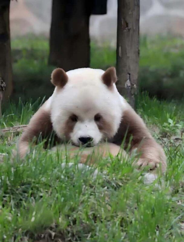 Xi'an: Qinling Four Rare Animals Park & Brown Panda Ticket - The Sum Up