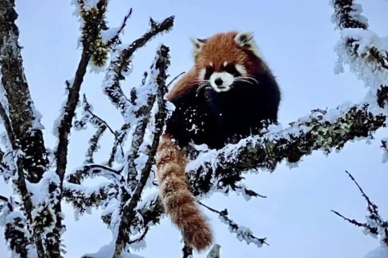 Xiling Snow Mountain Day Trip  Ski, Cableway & Cloud Views - Practical Tips & Safety