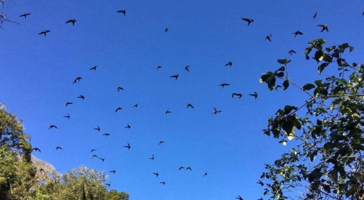 Xilitla: Swallows, Tamul Waterfall and Cenote Cave Tour - Experience Highlights