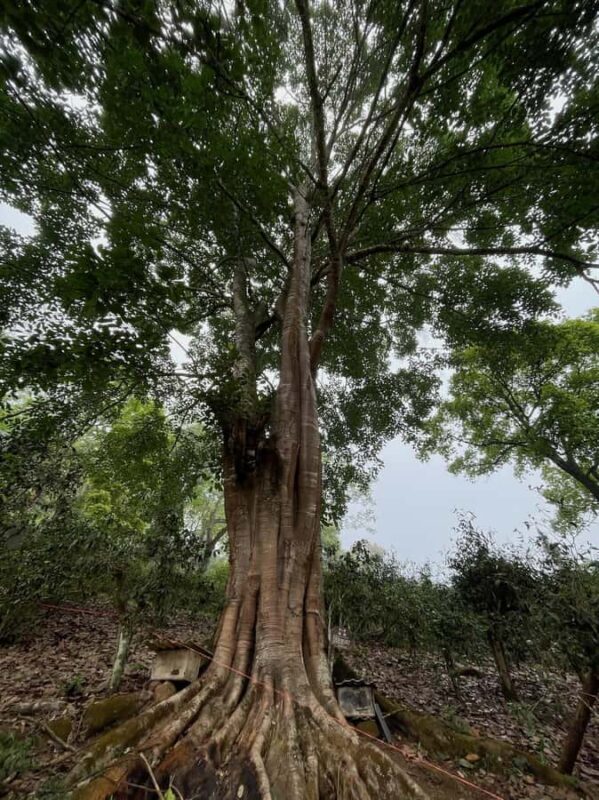 Xishuangbanna: Ancient Tea Forests and Modern Coffee Trails - FAQ