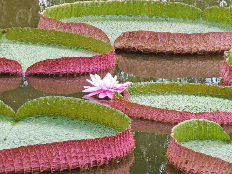 Xishuangbanna: Botanical Garden and Dai Garden 1-Day Tour - Good To Know