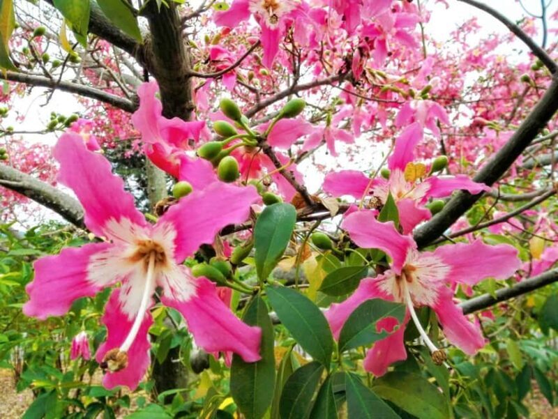 Xishuangbanna: Botanical Garden and Dai Garden 1-Day Tour - An In-Depth Look at the Tour Experience