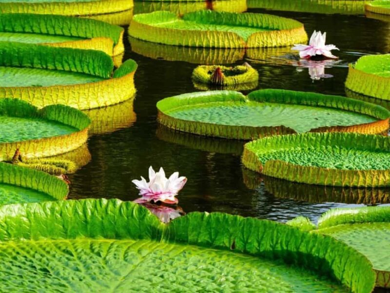 Xishuangbanna: Botanical Garden and Dai Garden 1-Day Tour - An Introduction to the Experience