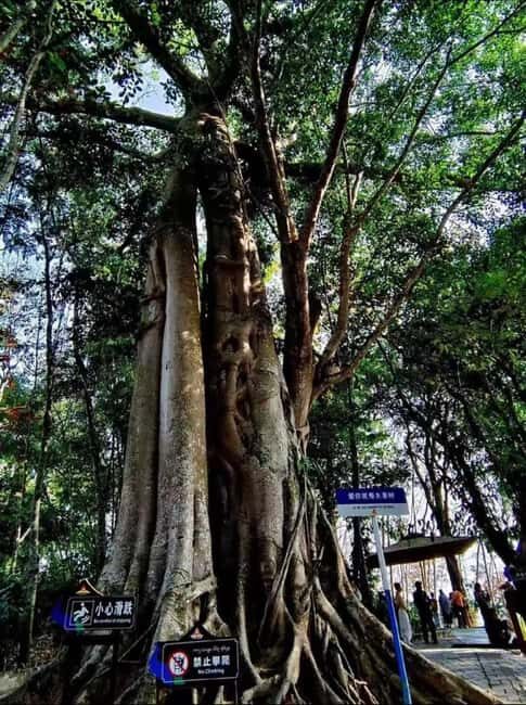 Xishuangbanna: Day Trip to Daluo - Introduction: What Makes This Day Trip Special?