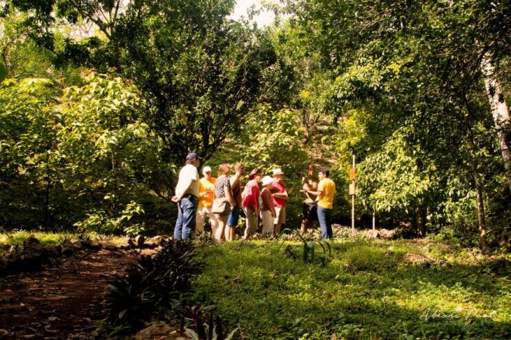 Xkopek, Mayan Bees Tour and Honey Tasting in Valladolid - Good To Know