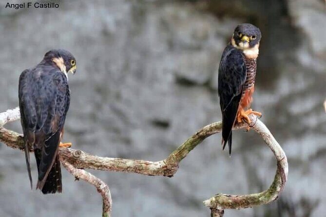 Xocen Birding - Good To Know