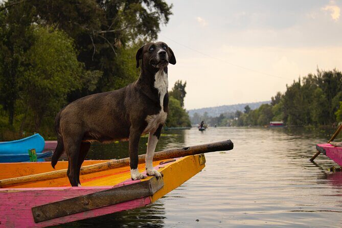 Xochimilco BOAT LIGHT PARTY WITH 1 DRINK AND 4 TAQUITOES + 18 - Final Thoughts: Is This Experience Right for You?