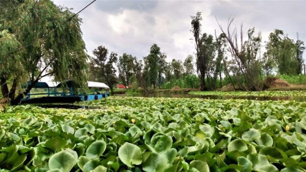 Xochimilco Day Trip: Farmland Food and Hop on a Trajinera - Exploring the Axolotl Refuge