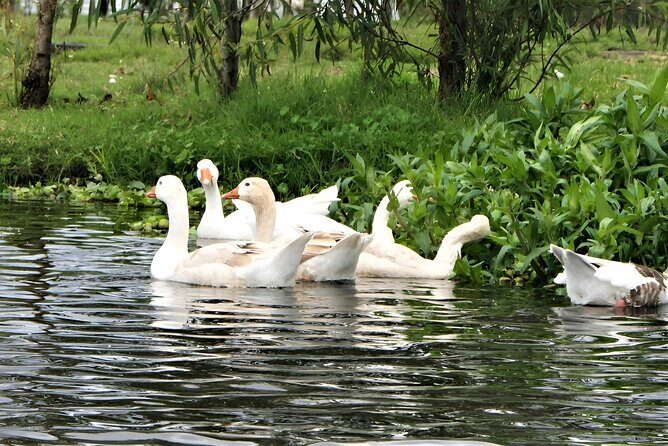 Xochimilco Day Trip Know a Farmland Food and Hop on a Trajinera - Good To Know