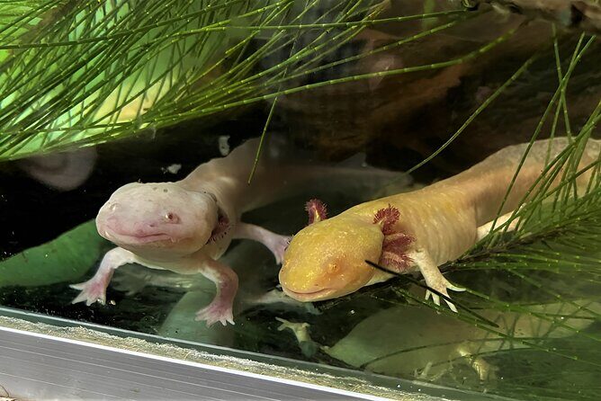 Xochimilco Day Trip Know a Farmland Food and Hop on a Trajinera - Why This Tour Is Worth Considering