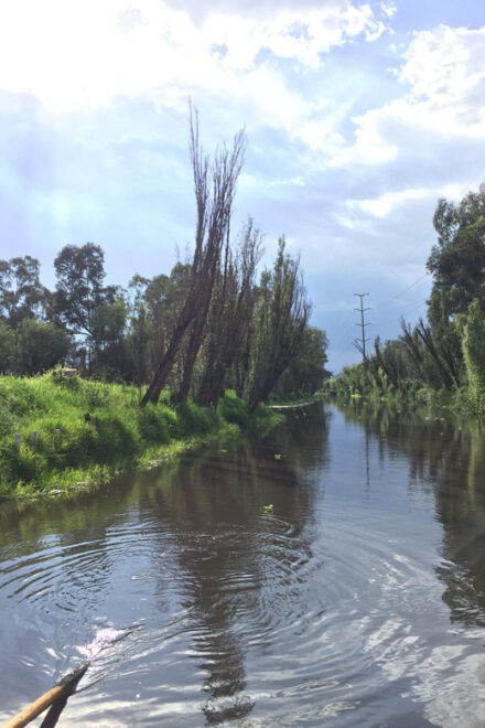 Xochimilco Marvels: A Culinary and Cultural Journey - Culinary Experience