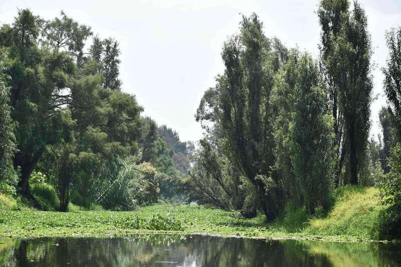 Xochimilco Serene: A Calm Cultural Escape from the Crowds - The Itinerary in Detail