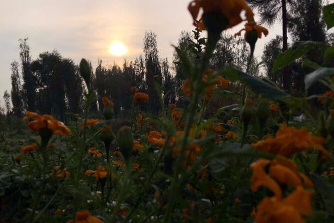 Xochimilco Sunrise From Mexico - Additional Information and Support