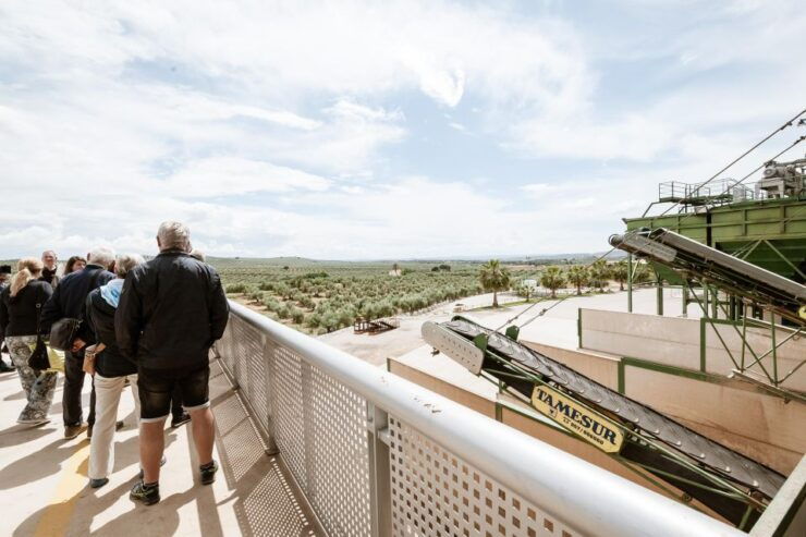 XXI Century Olive Oil Mill Tour - Activity Details