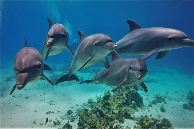 Yachting to Dolphin House With Lunch in Hurghada - Pickup Information
