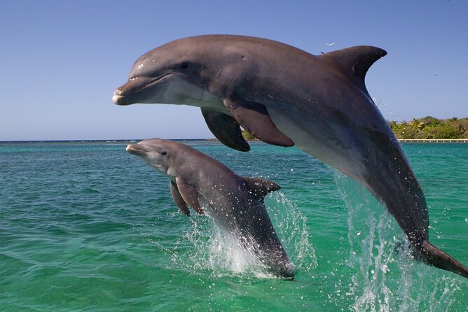 Yachting to Dolphin House With Lunch in Hurghada - Frequently Asked Questions