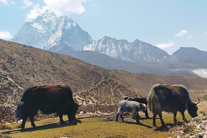 Yak Trekking to the Roof of the World: A Journey to Mount Everest - The Route to Everest Base Camp