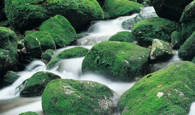 Yakushima 1 day Shiratani Unsuikyo Walking - What to know before you book
