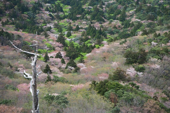 Yakushima 1 day Shiratani Unsuikyo Walking - A forest walk with a clear destination