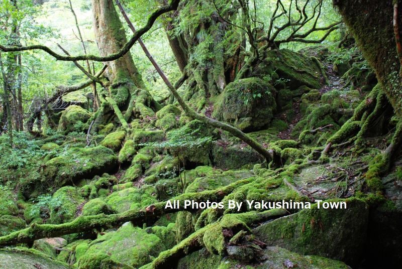 Yakushima 1 day Shiratani Unsuikyo Walking - A day from hotel pickup to return