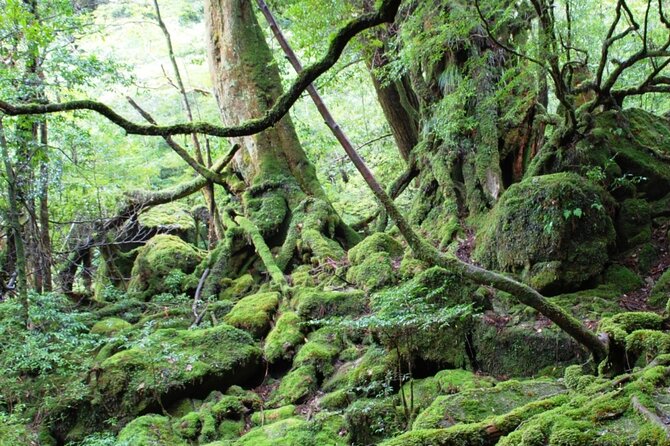 Yakushima 1 Day SHIRATANI UNSUIKYO Walking With ENGLISH Speaking Guide - Meeting and Pickup