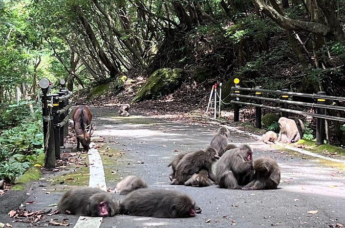 Yakushima Electric Bike Rentals - The Sum Up: Who Will Love This Experience?