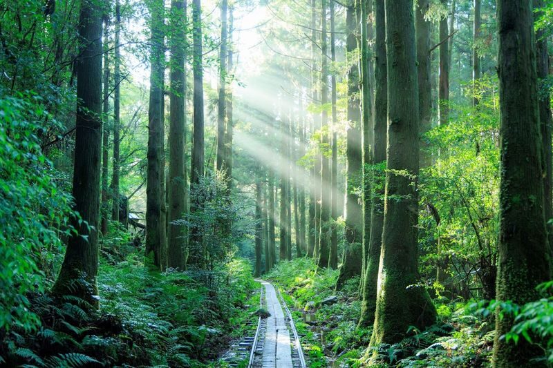 Yakushima Hiking Tour - At a glance: the details that matter