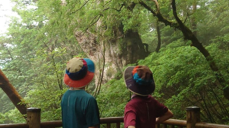Yakushima Hiking Tour - Choose the forest or the famous cedar
