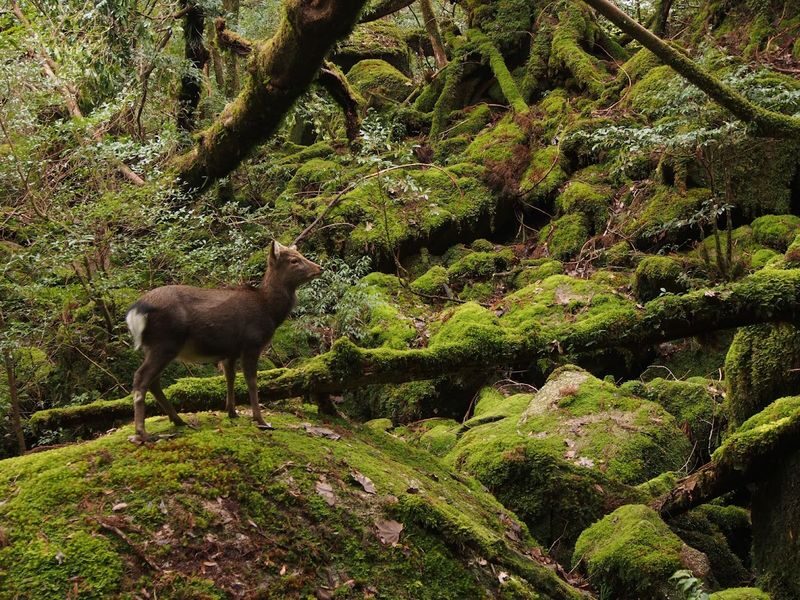 Yakushima Hiking Tour - A full day, with an early start and a flexible pickup