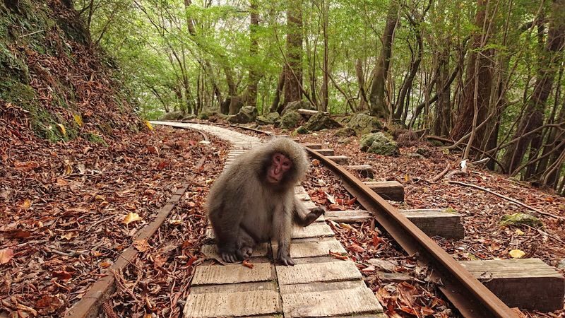 Yakushima Hiking Tour - Pick a course that suits your day, not your ambition