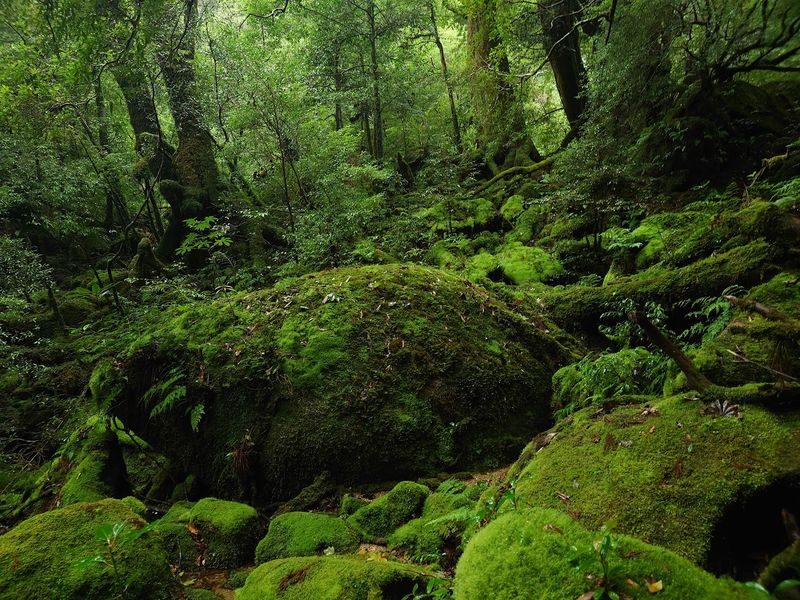 Yakushima Hiking Tour - Pack lunch and prepare for changing weather