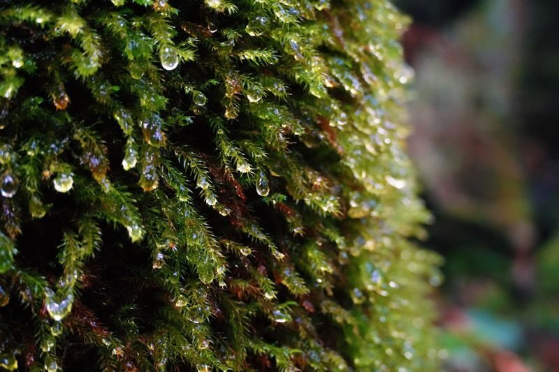 Yakushima Hiking Tour - Is the price fair for a guided day?