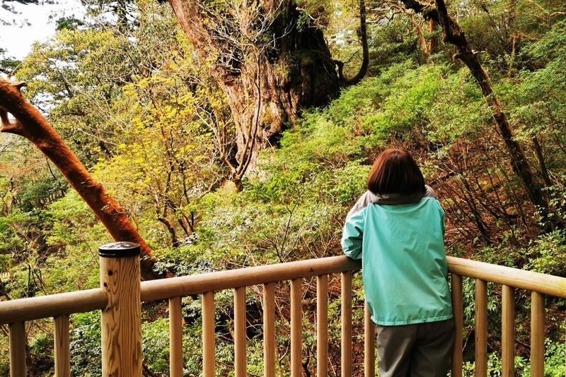 Yakushima Hiking Tour - Booking and cancellation points to check