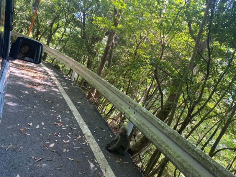 Yakushima: Private Guided Tour - Final Thoughts